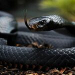 10 Most Dangerous Snakes In Nigeria