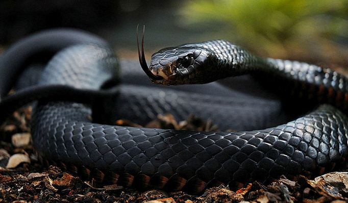 Top 10 10 Most Dangerous Snakes In Nigeria