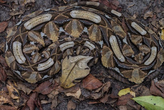 Top 10 Most Dangerous Snakes In Nigeria