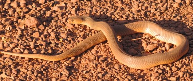 Top 10 Most Dangerous Snakes In Nigeria