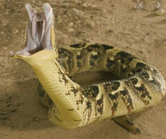 10 Most Dangerous Snakes In Nigeria