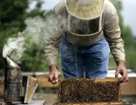 How To Start Bee Farming Business In Nigeria