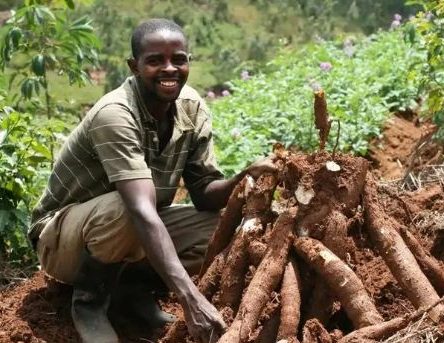 How to Start a Cassava Farming Business in Nigeria