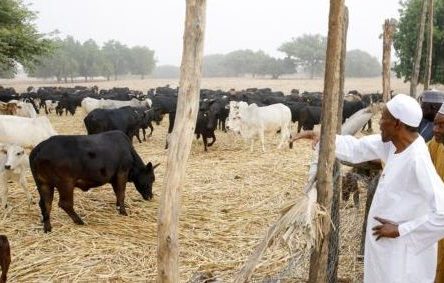 How To Start A Cattle Farming Business In Nigeria