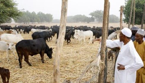 How To Start A Cattle Farming Business In Nigeria