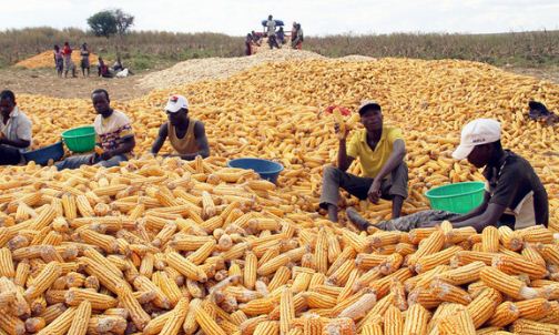 10 Most Profitable Agricultural Business In Nigeria