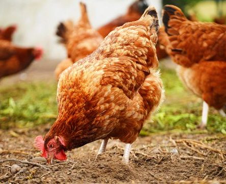 How To Start A Poultry Farming Business In Nigeria