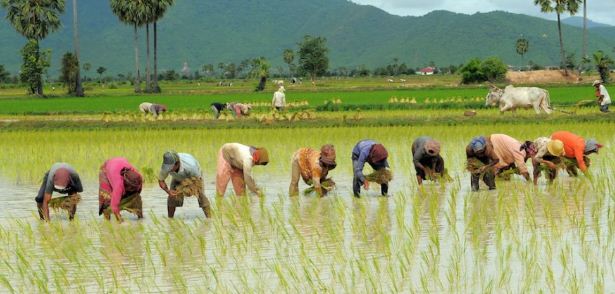 How To Start A Rice Farming Business In Nigeria
