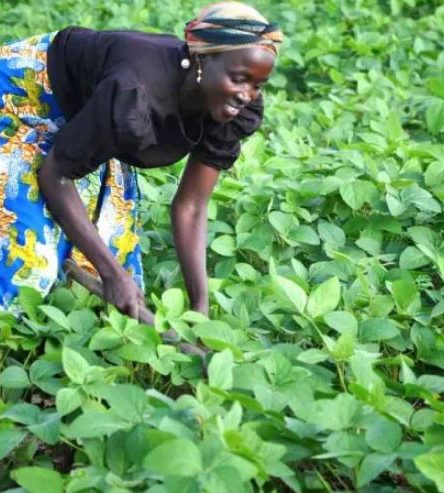 How To Start A Profitable Beans Farming Business In Nigeria