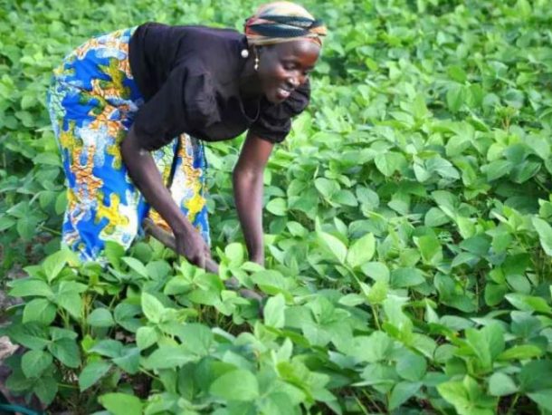 How Do I Start A Bean Farming Business In Nigeria?