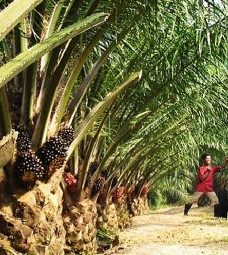 How To Start A Palm-Oil Farming Business In Nigeria