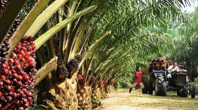 How Much Does It Cost To Start A Palm Oil Business In Nigeria?
