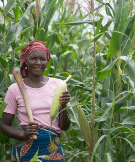 How To Start A Maize Farm Business In Nigeria