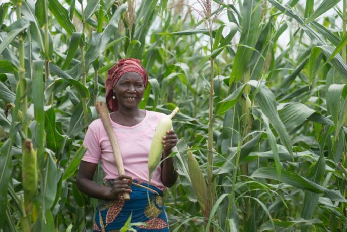 How Profitable Is Maize Farming In Nigeria?