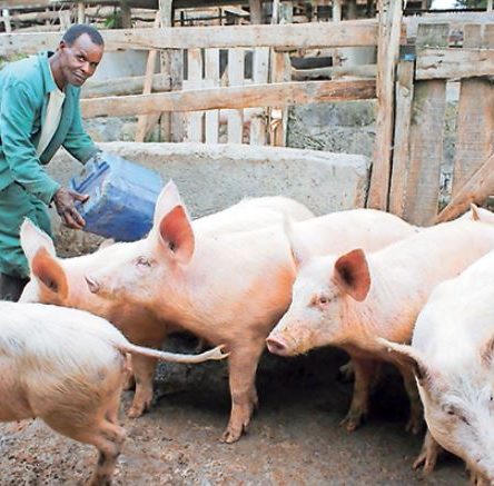 How To Start A Pig Farming Business in Nigeria