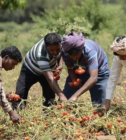 How To Start A Tomato Farming Business In Nigeria