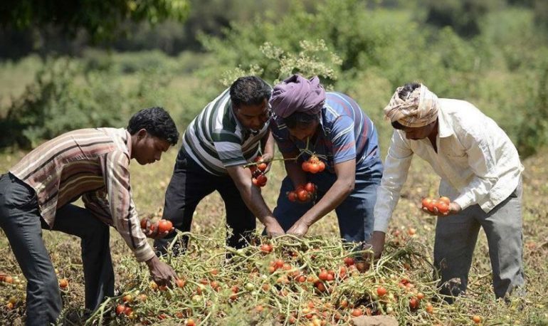 Is Tomatoes Farming Profitable In Nigeria?