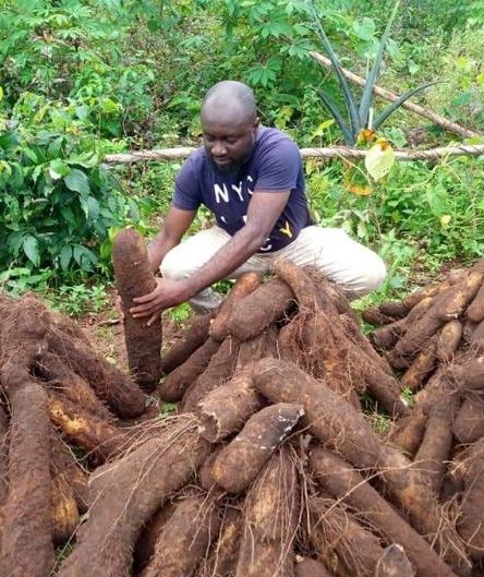 How To Start A Yam Farming Business In Nigeria