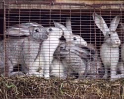 Rabbit Farming In Ghana: How To Get Started & Go About It