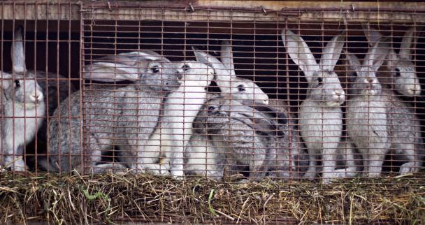 How Do You Start A Rabbit Farm?