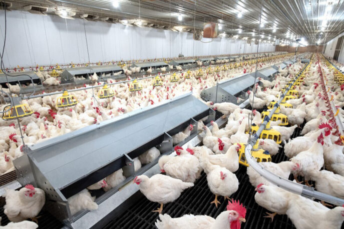 Start a Poultry Farm Business in Nigeria